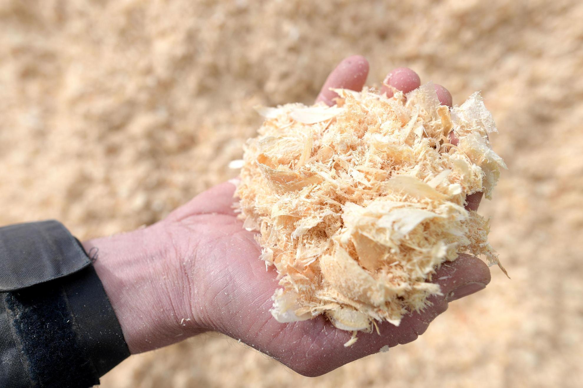 Sciure de bois de scierie tenue dans la main, matière première de la farine de bois Silvadec Fibres